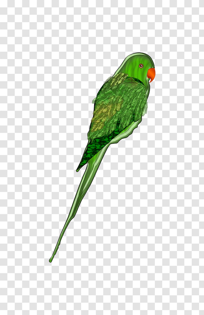 Parrots Of New Guinea Bird Clip Art - Perico - Green Parrot Transparent PNG