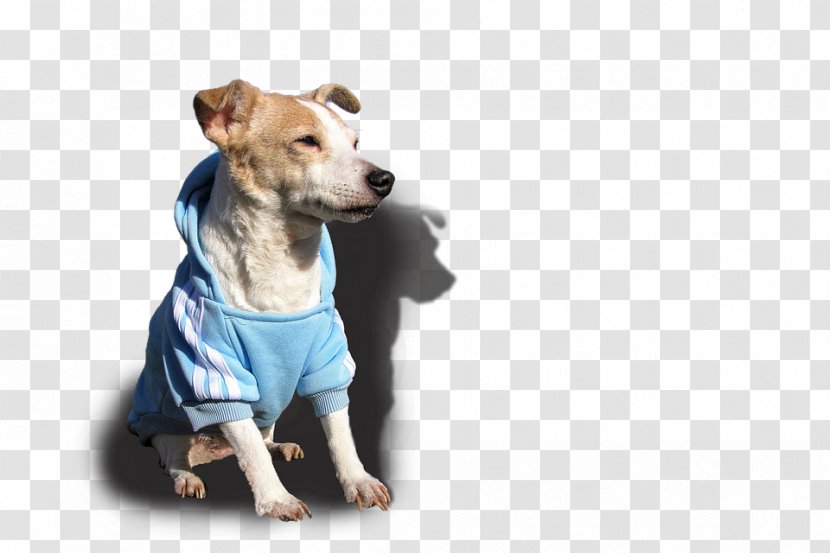 Dog Breed Jack Russell Terrier Puppy Bulldog - Clothes Transparent PNG