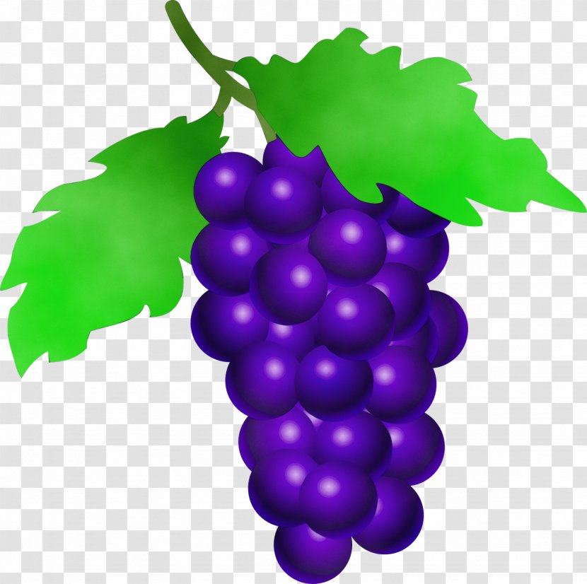 Grape Seedless Fruit Leaves Grapevine Family Vitis - Purple Violet Transparent PNG