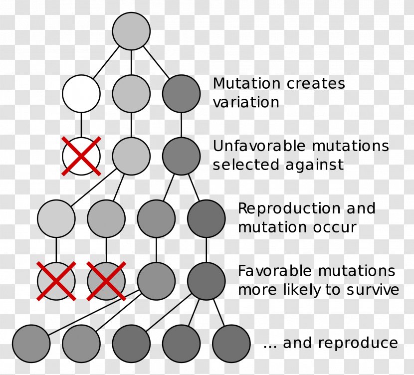 Evolutionary Biology Natural Selection Adaptation - Cartoon - Science Transparent PNG