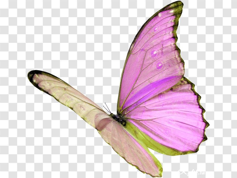 A New Day For Heaven Shadow Mind Shiny Tongue In The Hands Of God Under Sign Evil - Moths And Butterflies - Papillon Amiral Transparent PNG