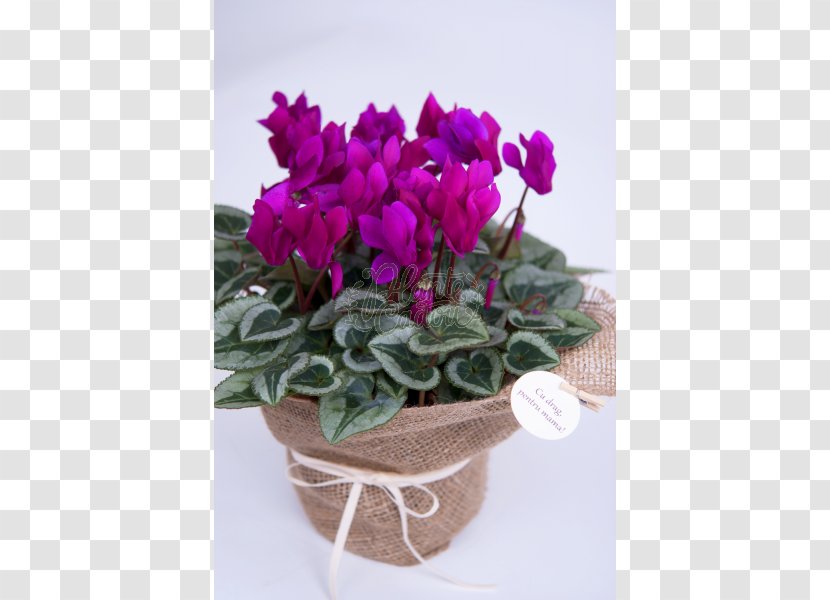 Cyclamen Flowerpot Cut Flowers Houseplant - Flower Transparent PNG