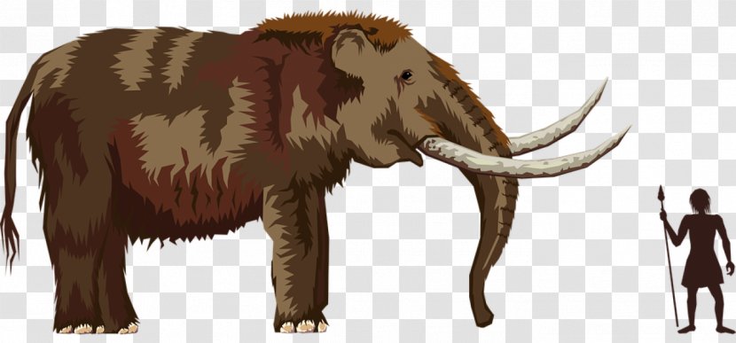 Pliocene Mastodon Woolly Mammoth Elephant Transparent PNG