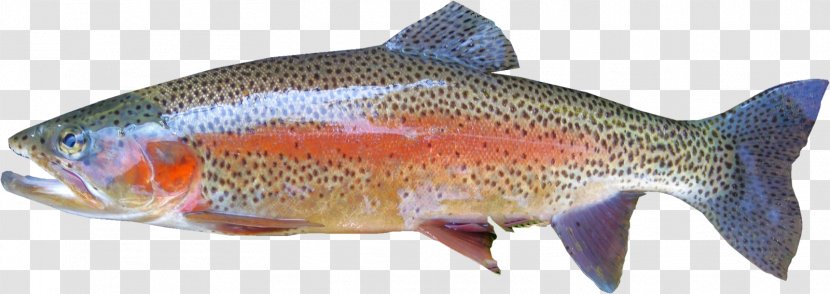 Rainbow Trout Fly Fishing - Marine Biology - Fish Label Transparent PNG