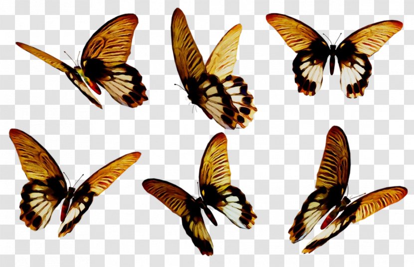 Brush-footed Butterflies Moth Insect Fauna Membrane - Wing Transparent PNG
