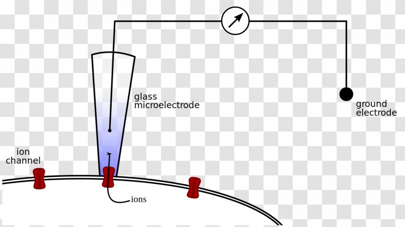 Patch Clamp Microelectrode Electrophysiology - Wikipedia Transparent PNG