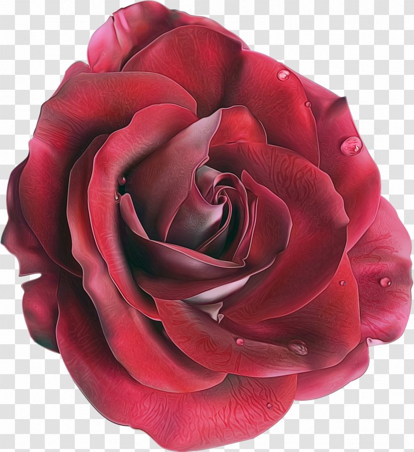 Garden Roses - Plant - Floribunda Transparent PNG
