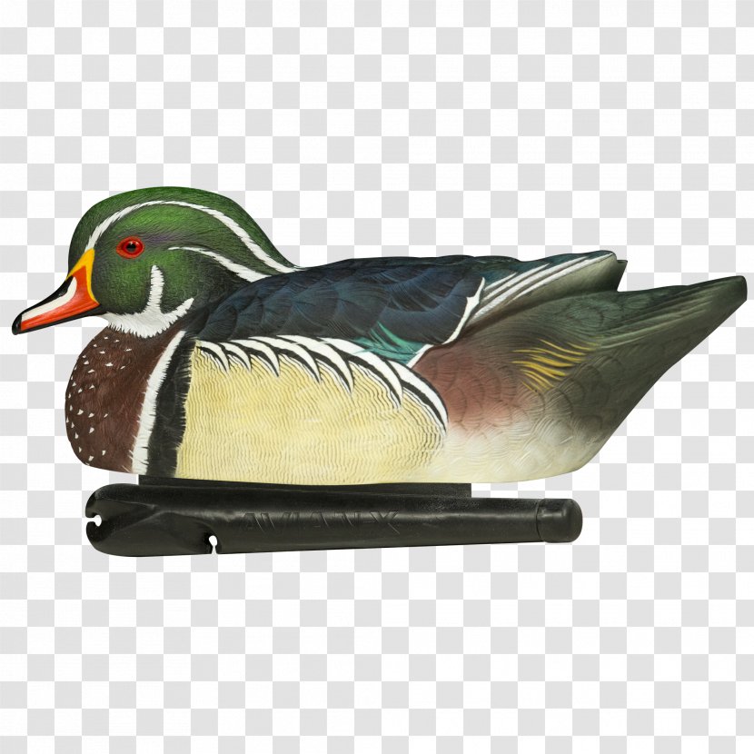 Mallard Wood Duck Atlantic Flyway Mississippi - Aix Transparent PNG