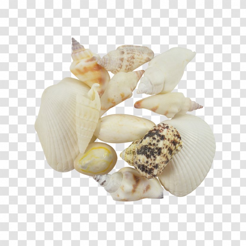 Seashell Clam Cockle Conchology Transparent PNG