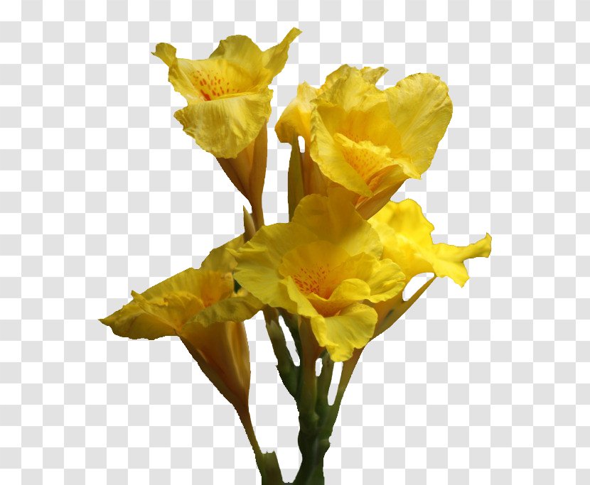 Canna Daffodil Cut Flowers Lilium - Cannabis Pictures Transparent PNG