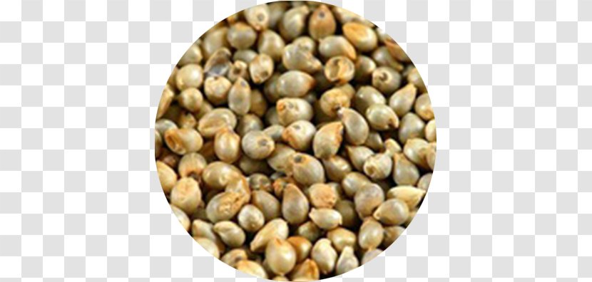 Pearl Millet Breeding Finger Seed - India Transparent PNG