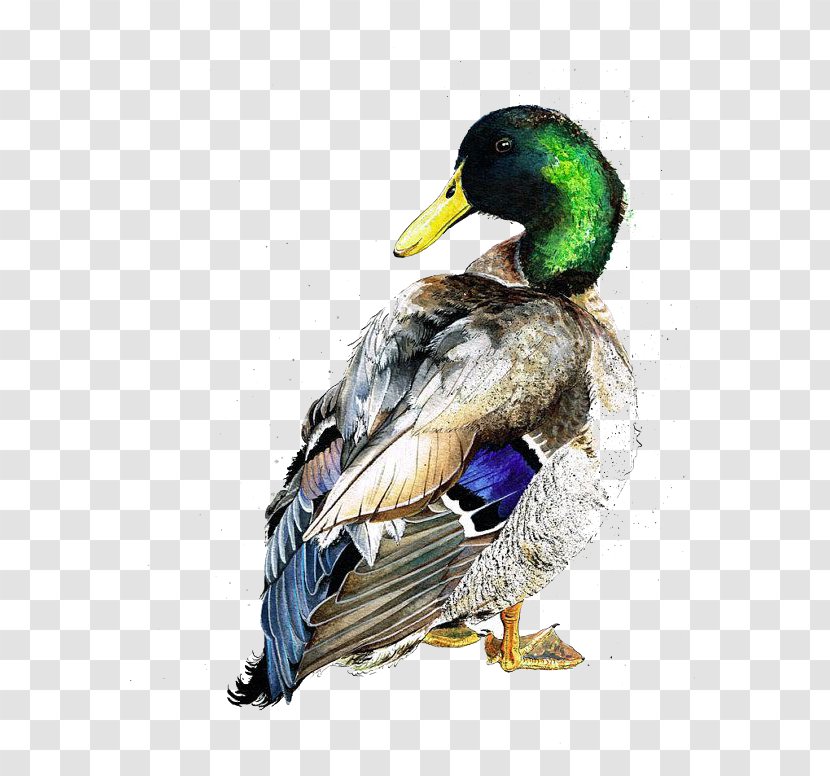 American Pekin Duck Mallard Bird Watercolor Painting - Waterfowl - Child Transparent PNG