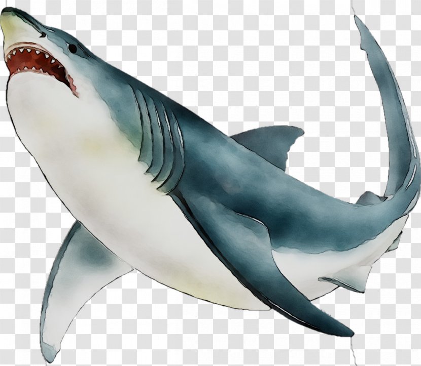 Great White Shark Requiem Sharks Mackerel Marine Biology Mammal - Cretoxyrhina - Mouth Transparent PNG