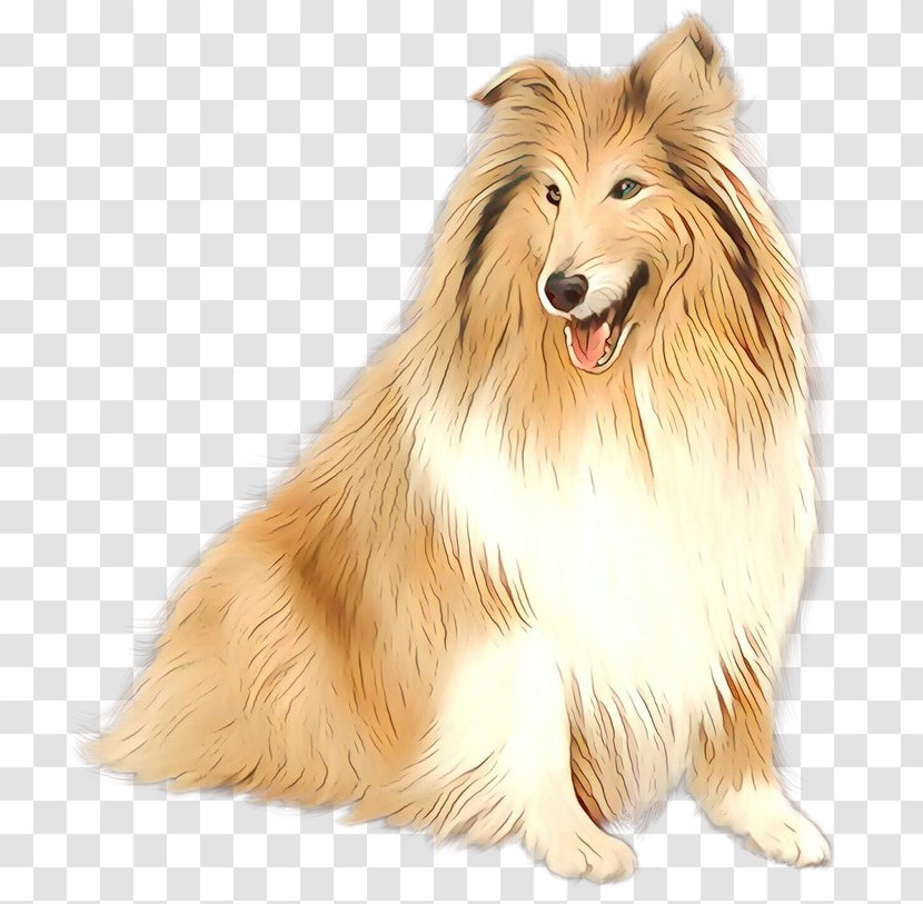 Rough Collie Sheltie Icelandic Sheepdog Dog Breed Scotch - Mammal Transparent PNG