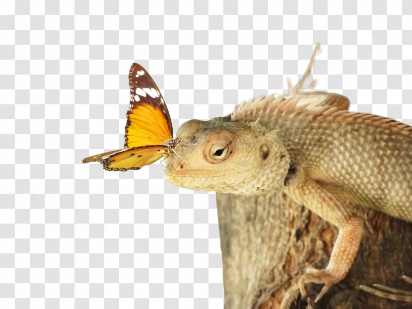 Insect Reptile Dragon Lizard Butterfly - Moths And Butterflies Transparent PNG