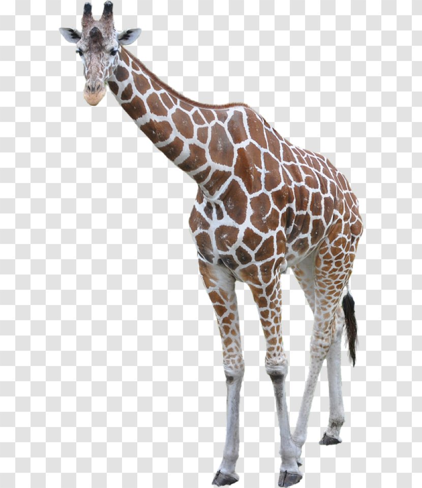 Transparency Clip Art Image Vector Graphics - Giraffids - African Animals Giraffe Transparent PNG