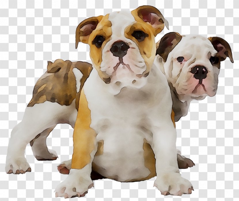 Old English Bulldog American Olde Bulldogge Valley Toy - Dog - Breeds Transparent PNG