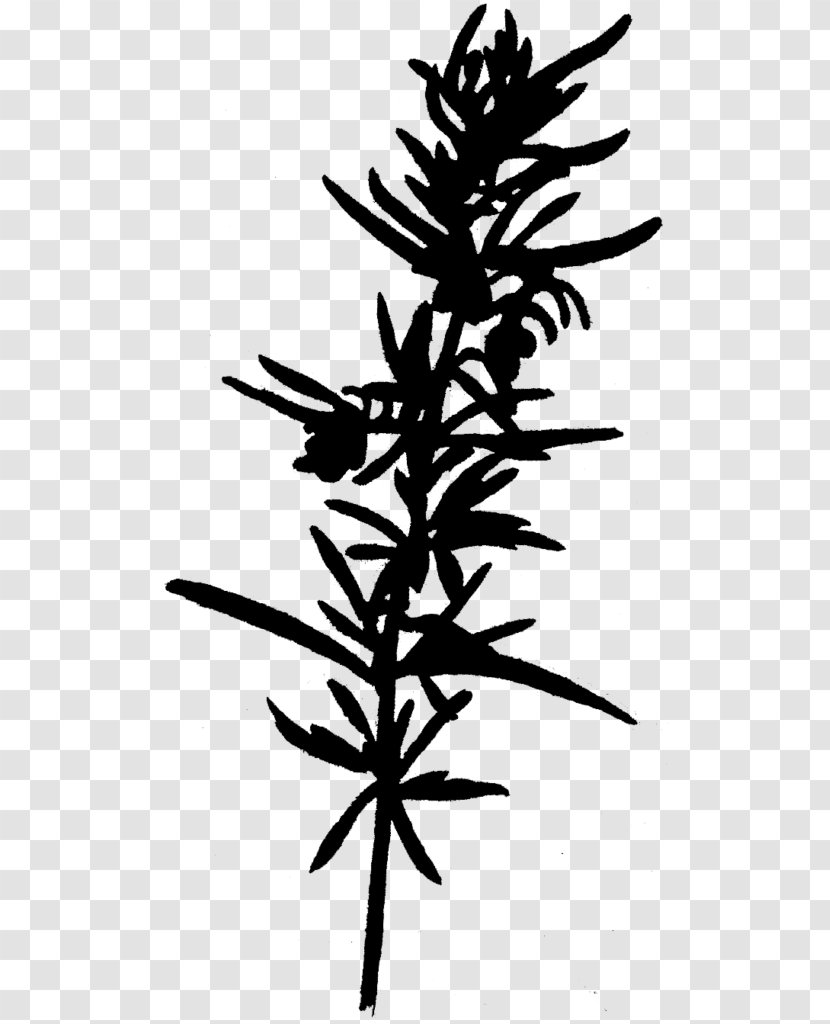Plant Stem Leaf Flower Font Silhouette - Grass Family - Botany Transparent PNG