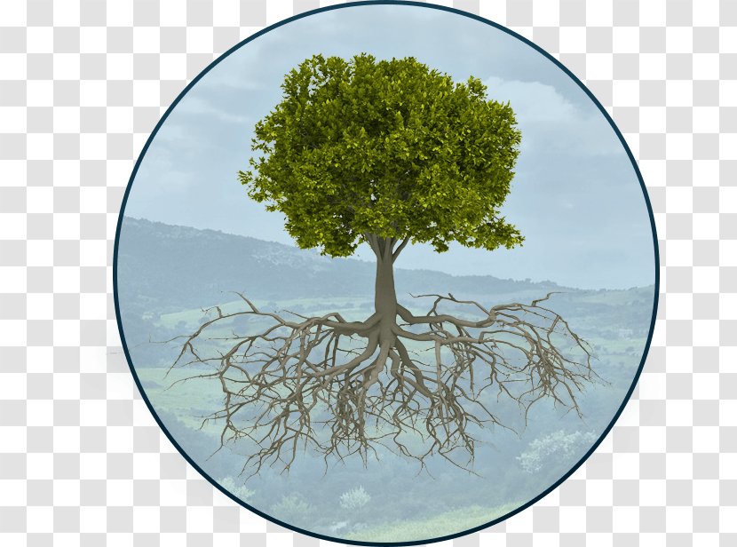 Root Tree Catalpas Stock Photography Rubber Fig Transparent PNG