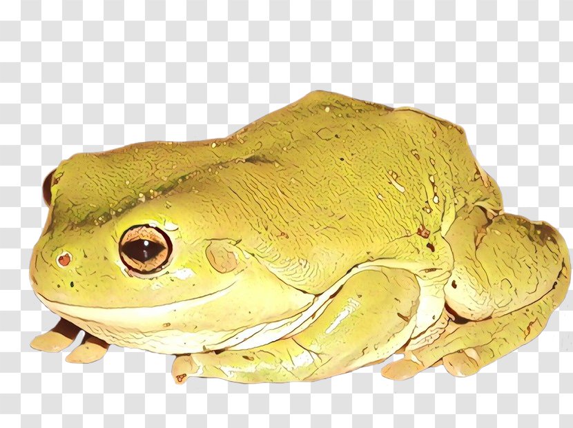 American Bullfrog Tree Frog Toad Terrestrial Animal - Eleutherodactylus Transparent PNG