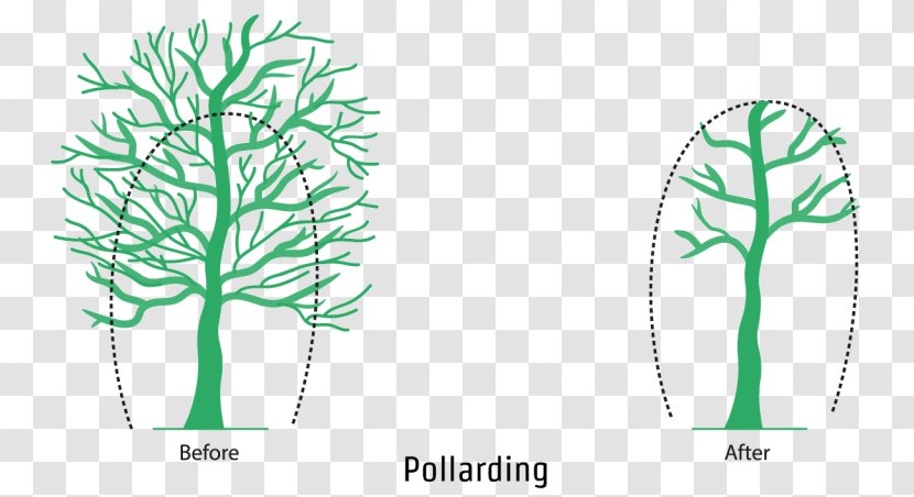 Oak Tree Leaf - Twig - Diagram Vascular Plant Transparent PNG