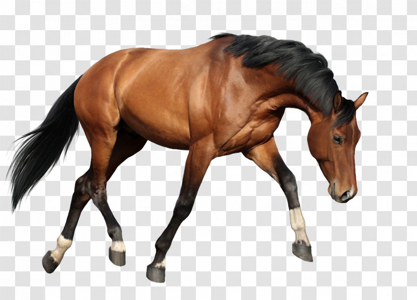Horse Animal Figure Sorrel Mane Stallion - Liver Mustang Transparent PNG