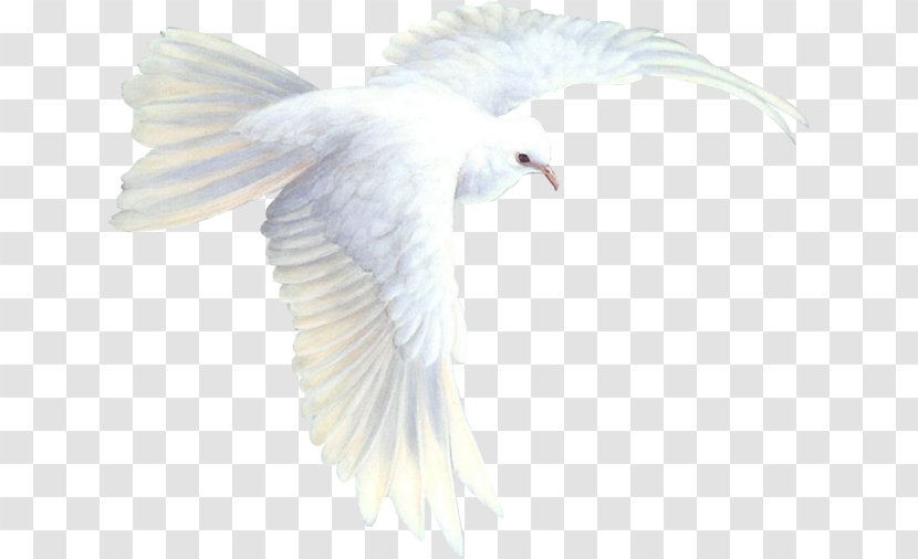 Beak Bird Of Prey Feather Wing - Blessing Transparent PNG