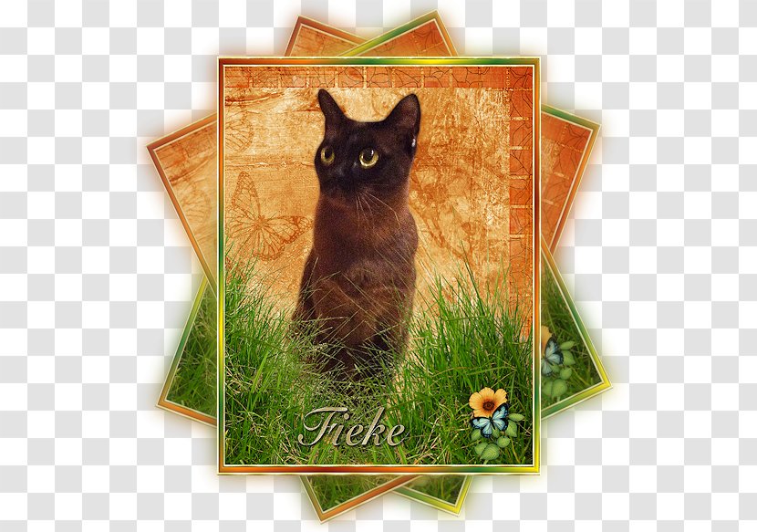 Chartreux Korat Whiskers Domestic Short-haired Cat Kitten - Short Haired Transparent PNG
