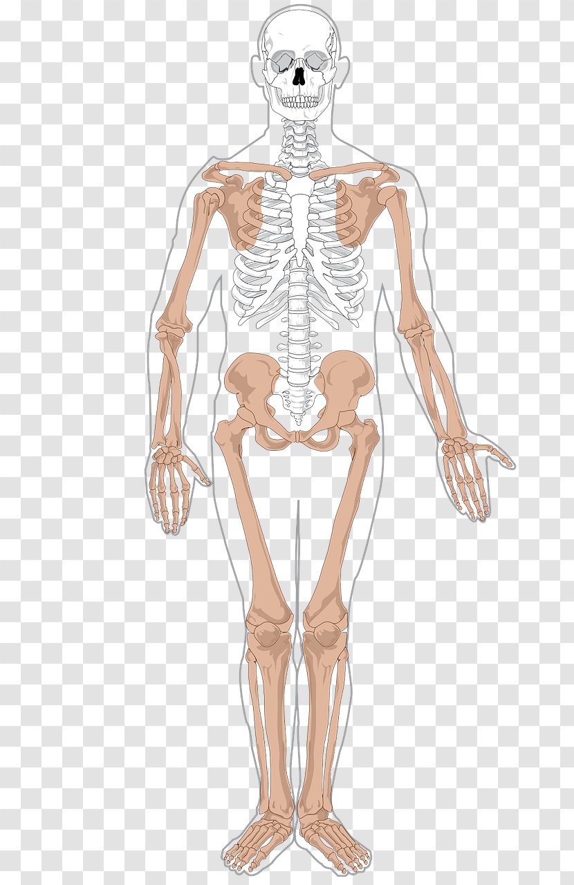 Human Skeleton Body Anatomy Axial - Flower Transparent PNG