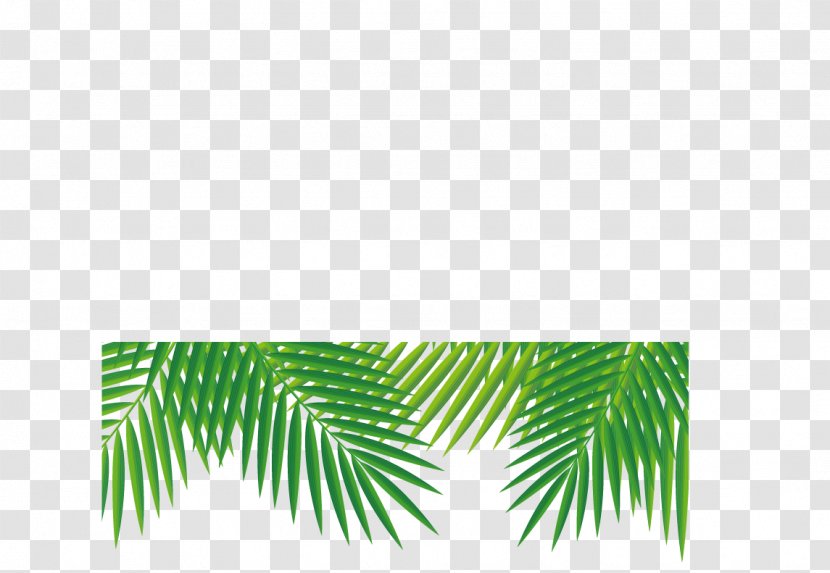 Tropics Adobe Illustrator - Conifer - Great Fresh Coconut Transparent PNG