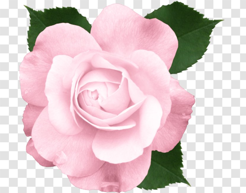 Rose Pink Flowers Clip Art - China Transparent PNG