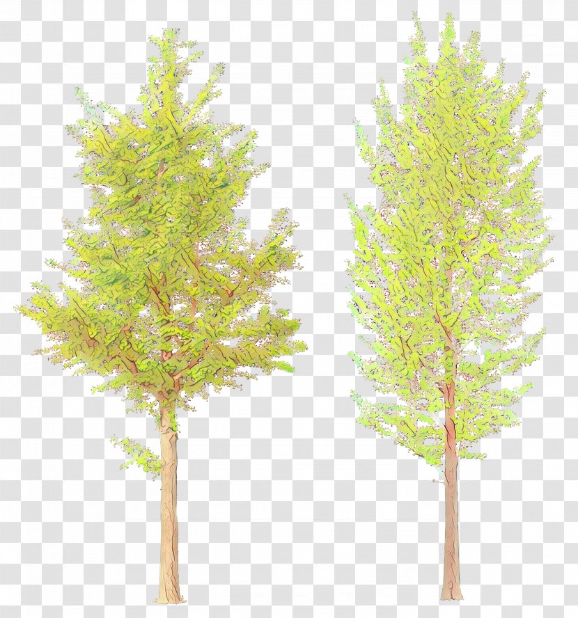 Tree White Pine Lodgepole Red Plant - American Larch - Stem Woody Transparent PNG