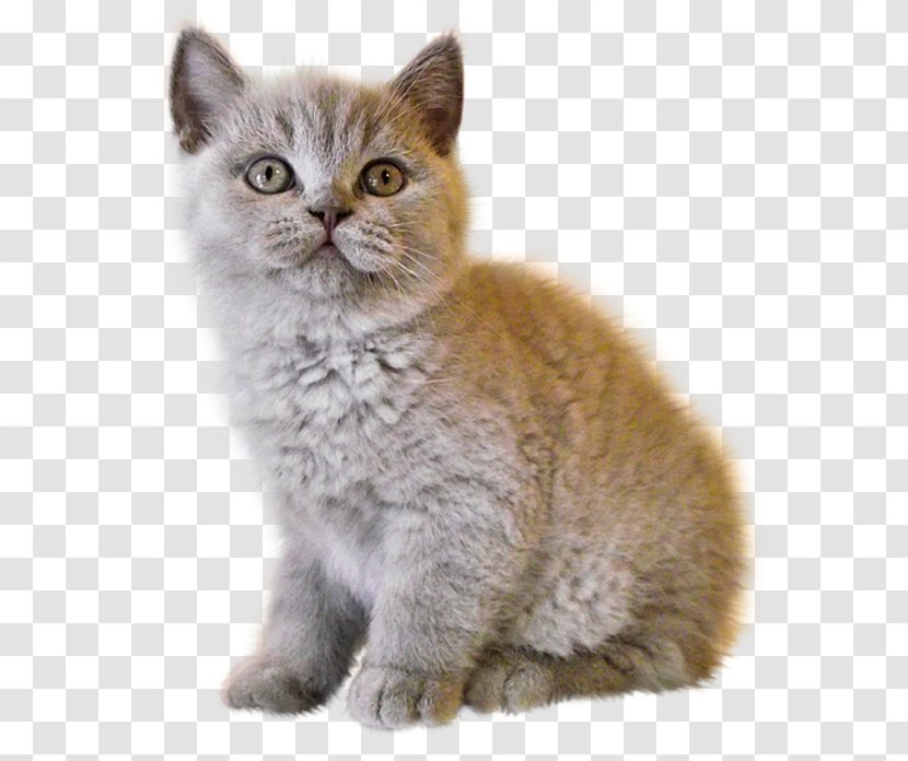 Kitten Persian Cat Bombay Somali Abyssinian - Whiskers Transparent PNG