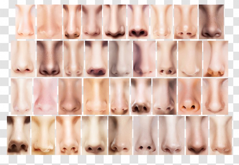 Human Nose Body Aquiline Dilator - Frame - Big Transparent PNG