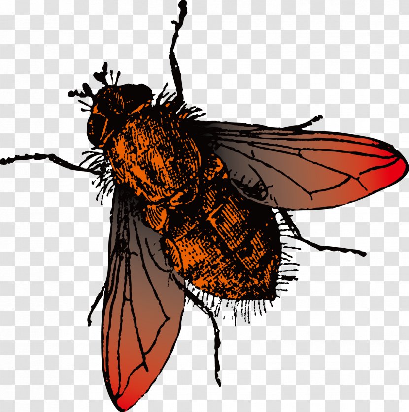 Fly Photography - Animation - Vector Material Transparent PNG