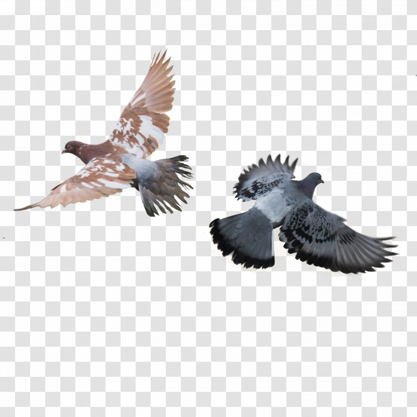Rock Dove Columbidae Bird Download - Highdefinition Video - Pigeon Transparent PNG