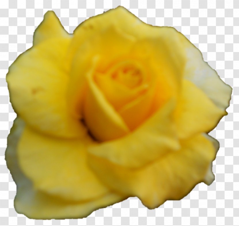 Garden Roses Petal Close-up - Yellow - Rose Transparent PNG