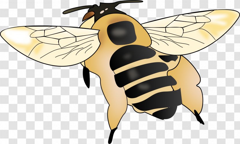 Honey Bee Hornet Maya The Clip Art - Bumblebee Transparent PNG