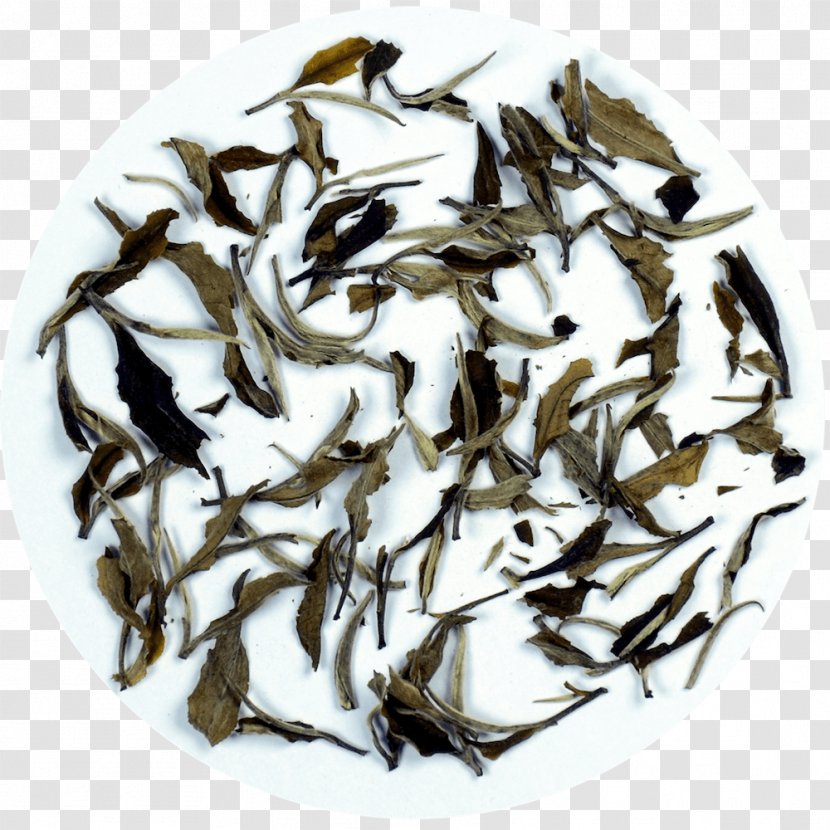 Baihao Yinzhen White Tea Assam Bai Mudan - Golden Monkey - Fuding Transparent PNG