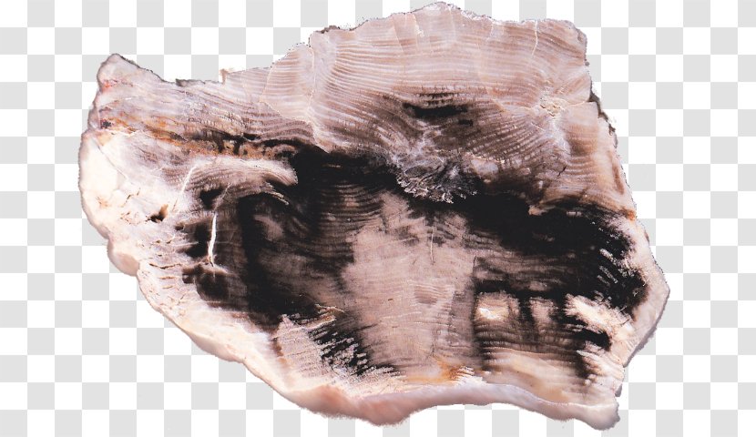 Bear Creek Petrified Wood Rock Jasper Petrifaction - Silhouette - Slab Transparent PNG
