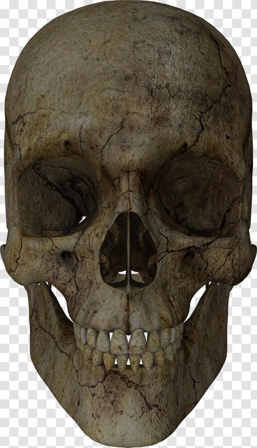 Skull Blog Totenkopf Bone Rendering - Skeleton - Skulls Transparent PNG