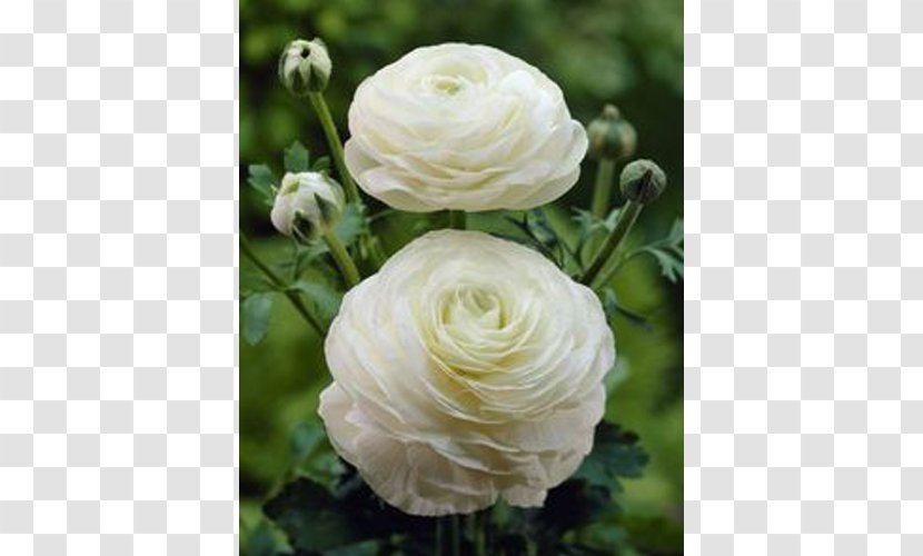 Persian Buttercup Flower Perennial Plant Bulb Seed - Cut Flowers Transparent PNG