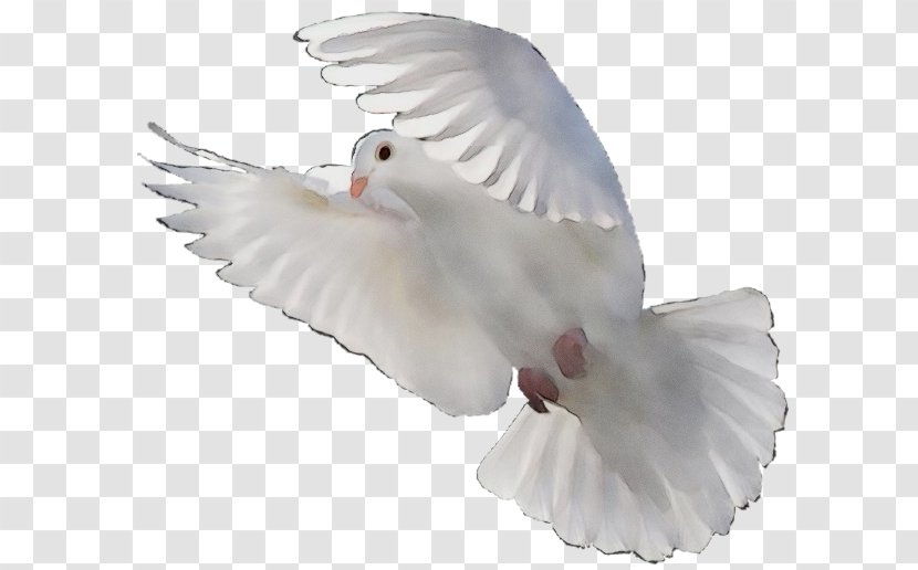 Feather - Rock Dove - Beak Bird Transparent PNG