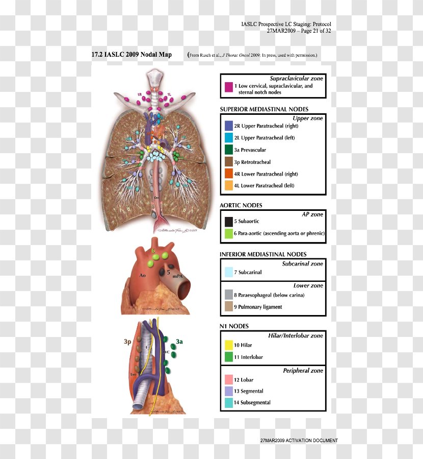 Lymph Node Lung Cancer Staging Anatomy - Watercolor Transparent PNG