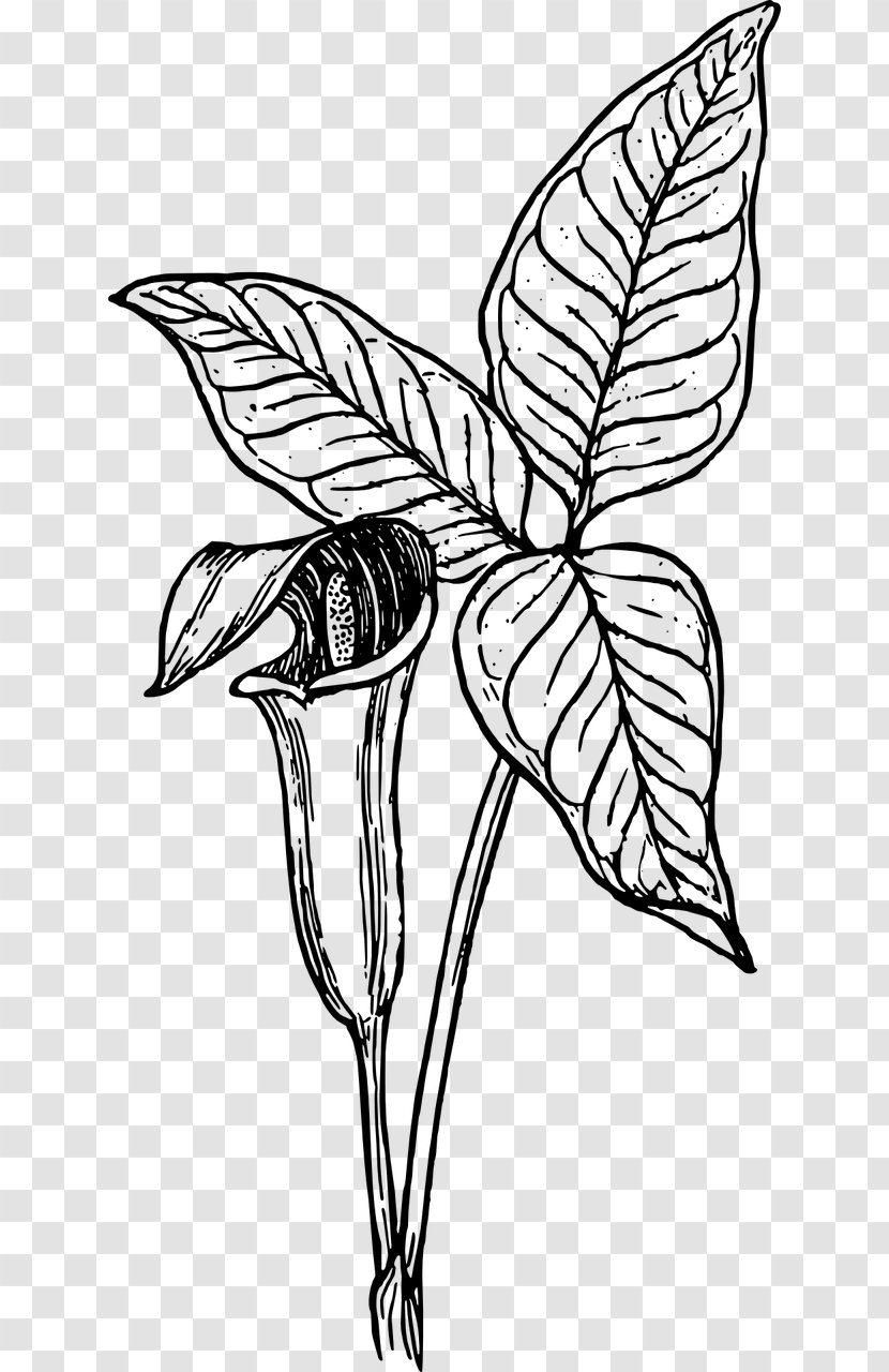 Cuckoo-pint Arum-lily Botany - Fictional Character - Plant Transparent PNG