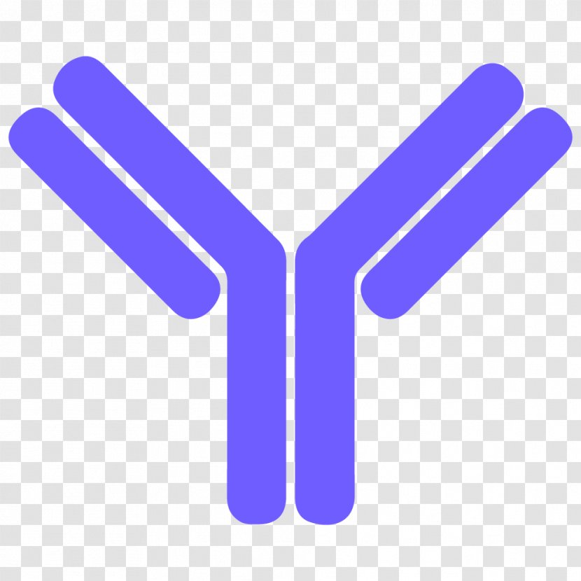 Antibody Letter B Cell Clip Art - Wing - Lymphocyte Transparent PNG