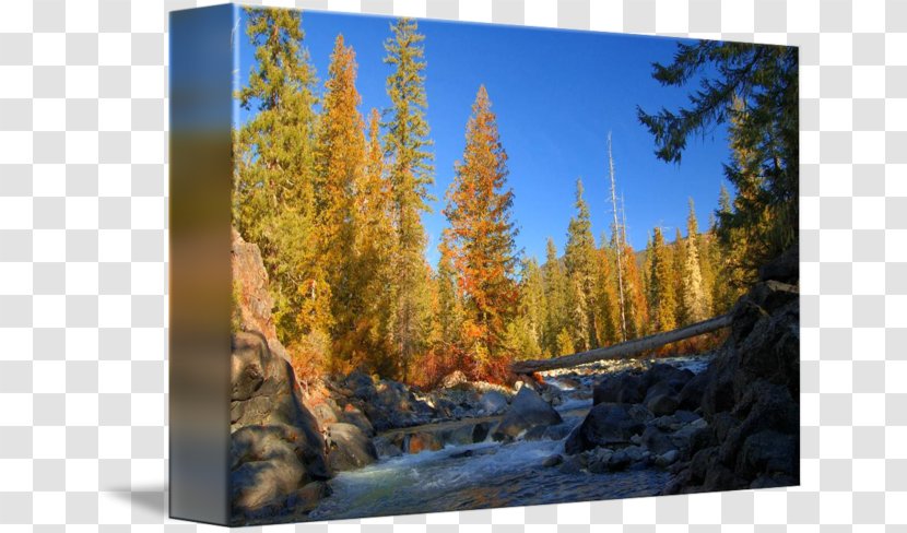 Cle Elum River Autumn In The Mountains Alpine Lakes Wilderness Lake - Larch - Fall Transparent PNG