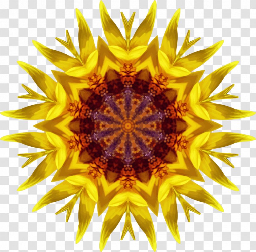 Common Sunflower Pollen Clip Art - Seed Transparent PNG