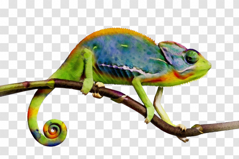 Veiled Chameleon Lizards Panther Chameleon Cartoon Terrarium Transparent PNG