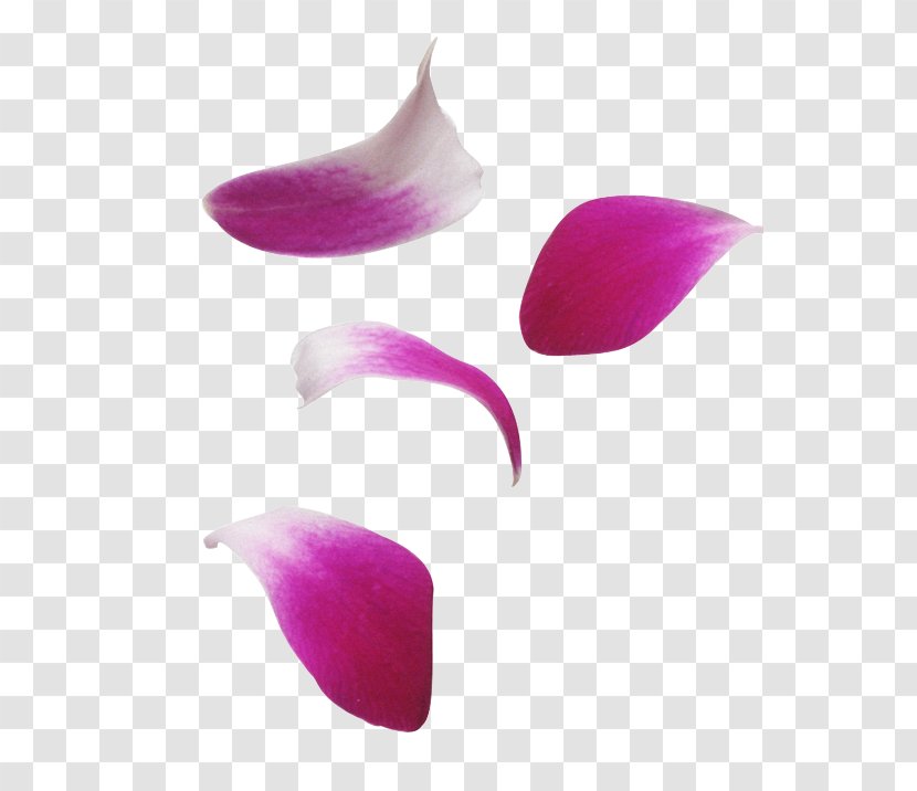 Petal Flower Tulip - Pink Transparent PNG